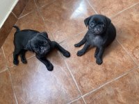 3 aylık erkek pug yavruları