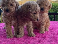 Toy Poodle Bebekler Uygun