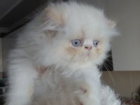 Krem Point Flat-Face minik pofuduk kedimiz