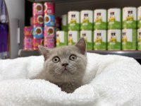Koca Kafa Erkek Güzeli British Shorthair