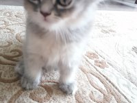 3 aylık 2 dişi 1 erkek scottish fold gri renk