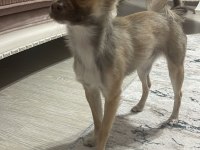 Şivava köpeğimizi çiftleştirmek