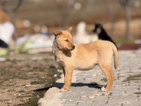 Çok uyguna yavru köpekler