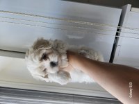 Maltese bebiş köpekler