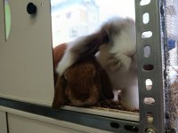 HOLLANDA LOP 2 ERKEK 1 DİŞİ TAVŞAN