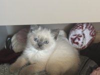 Scottish Shorthair ve British Shorthair Blue Point