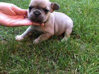 French bulldog yavrumuz yeni ailesini arıyor