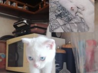 Beyaz mavi gözlü scottish fold kedimi sahiplendiriyorum