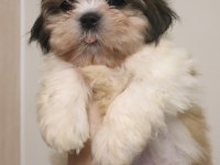 Safkan Shih Tzu Yavruları Sahiplendirme Aşılı