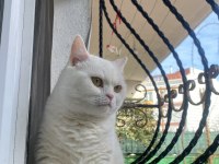 UFAK CİNS KÖPEKLE DEĞERİNDE TAKAS KEDİMİZ