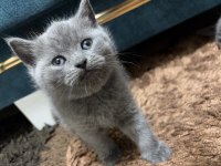 British Shorthair Cinsi