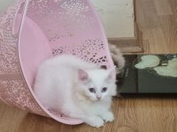 Kedi dişi iki ay iki hafta