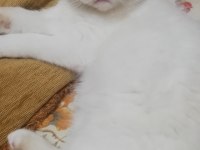 British shorthair red point 2 aylık