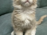 MAİNE COON YAVRU KEDİLERİMİZ