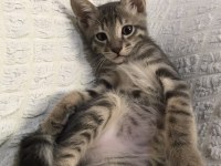 3 aylık erkek tekir kediye kalıcı yuva arıyoruz