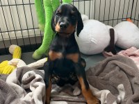 Evinizin neşesi doberman her yere kapıda öde