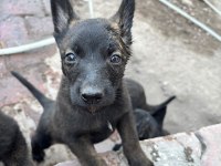 Belçika Malinois Köpeği