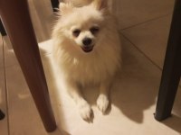 Pomeranian Yavrular Anne Çocuk