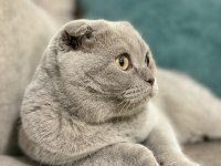Tamamen uysal aşılar tam 1 buçuk yaşında scottish fold