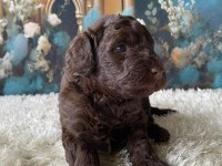 Çikolata Poodle Türünün En İyisi