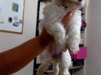 Orjinal Maltese Terrier