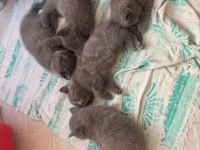 British shorthair yavrular yeni yuvasını arıyor