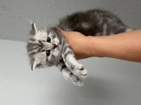 British shorthair yavru kedileri