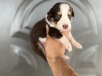 Kızıl border collie yavrular