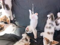 DİKKAT KALBİNİZİ ÇALMAYA GELDİLER PAMUK ÇOCUK KEDİLER