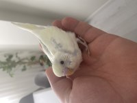 Sezonun Son Muhabbet Kuşu Yavruları