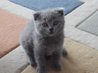 Scottish Fold & Straight Yavru Sahiplendirme