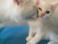 1 yaşında anne ve kızımız british shorthair