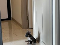2 AYLIK FRENCH BULLDOG TRİ COLOUR ÇİŞ EĞİTİMLİ