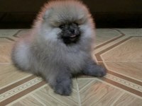 AYICIK SURAT ÜST KALİTE POMERANİAN BOO TEDDY BEAR