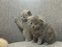 British Shorthair Yavrularım Yuvalarını Bekliyor..