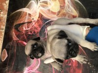 Kaliteli yavru pug sahibi olmak isteyen iletişime geçebilir