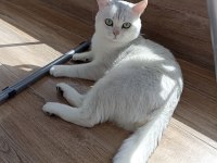 Ücretsiz sahiplendirme 3 yaşında british shorthair