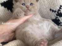 SAFKAN BRİTİSH CHOCOLATTE FAWN BEBİŞLERİMİZ