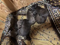 French bulldog yavru köpekler
