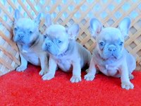 COMPACT BLUE QUAD FRENCH BULLDOG YAVRULAR İZMİR