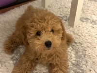 4 Aylık Erkek Maltipoo