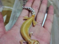 Leopar gecko