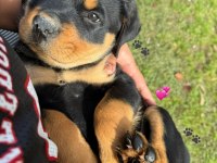 Rottweiler Yavrular Teslime Hazır