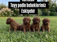Korekan Toy Poodle Beraber