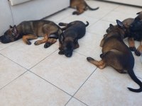 FCI KIF ŞECERELİ BELÇİKA KURDU YAVRULARIM