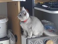 3 Aylık British Shorthair