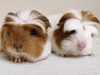 Safkan Coronet Ginepig Yavrular