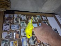 Minik muhabbet kuşu bebekler yuvadan uçmaya hazır