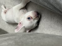 50 GÜNLÜK ERKEK FRENCH BULLDOG