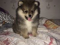 Pomeranian Erkek 72 günlük yavru köpek sahiplendirilecek